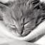 Прекрасных котят - последнее сообщение от Yana_sf