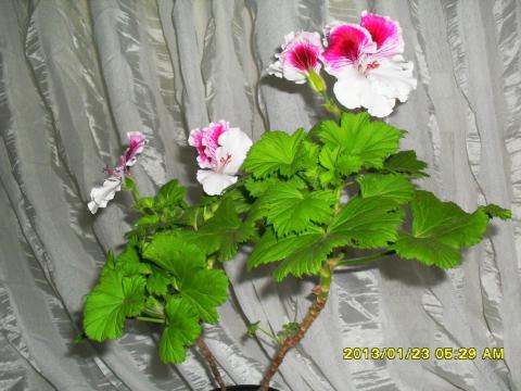 пеларгония бело-розовая растение..jpg