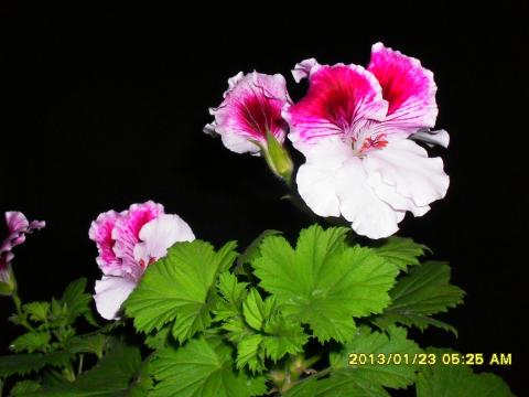 цветок пеларгонии бело-розовой раст..jpg