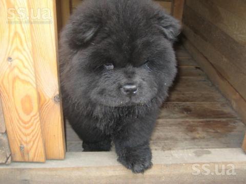 animals-dogs-chow-chow-1.800.jpg