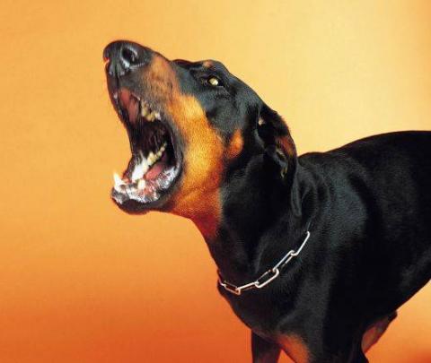 doberman-pincer.jpg