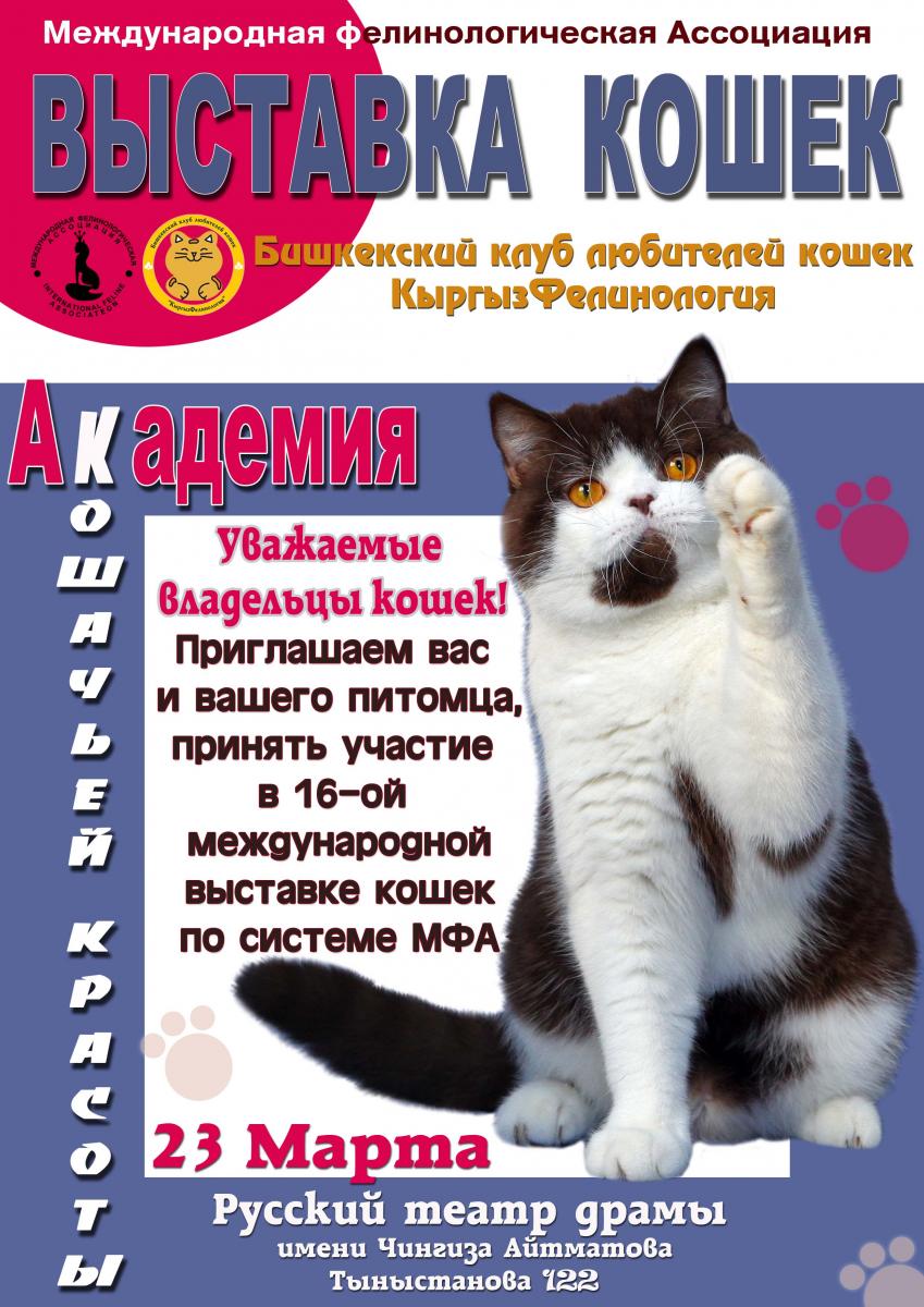 Уважаемая кошка. Академия кошек. Кошачья Академия книга. Академия для кошек книга. Академия Секстон кошка.