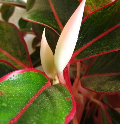 Aglaonema_sp1837-001.jpg