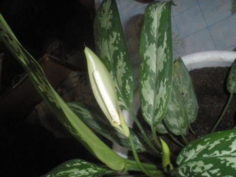 aglaonema.jpg