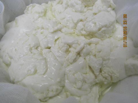 CHEESE MAKING. Mozarella 1 006.jpg