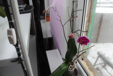 орхидея раскрыла бутон по после 2 дней подсветки.JPG