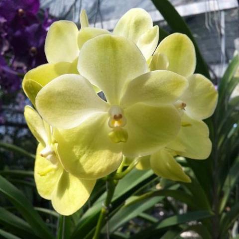 yellow vanda.jpg