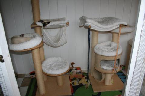 stud-kitten room 006.jpg