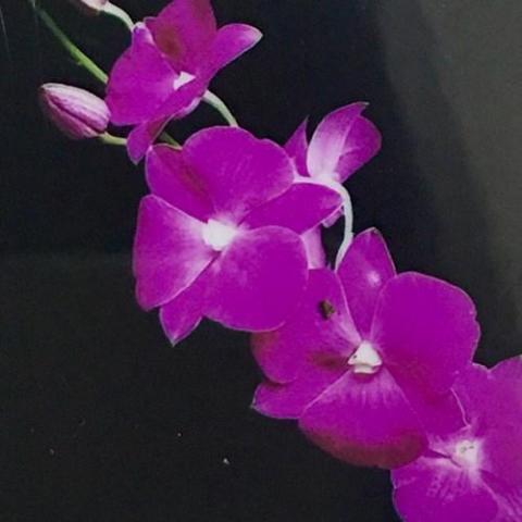 orchidee-tubtim-siam-x-classic-gems.jpg