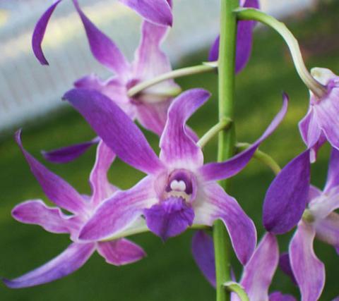 dendrobium-somkiet-blue-foto-3926.jpg