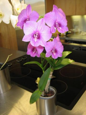 Dendrobium-Salaya-Stripe.jpg