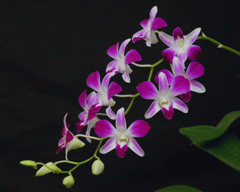 Den. Sonia ‘Hiasakul’4.gif