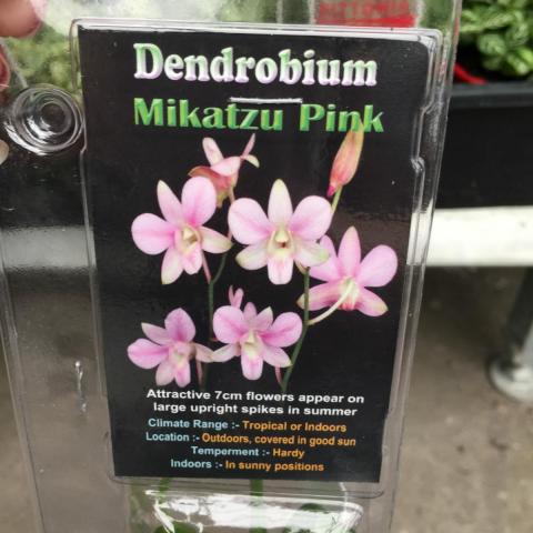 Den. Mikatzu Pink 1.jpg