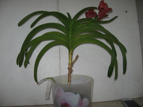 мои орхидеи 001.JPG