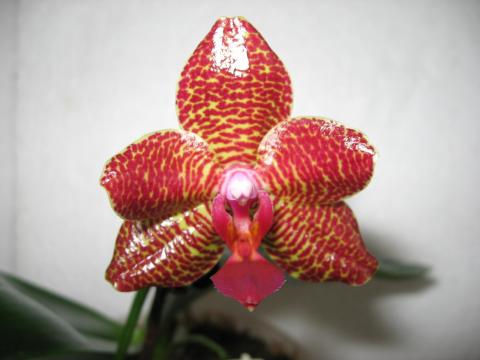мои орхидеи 012.JPG