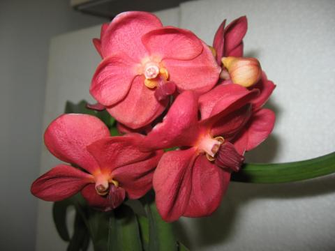 мои орхидеи 003.JPG
