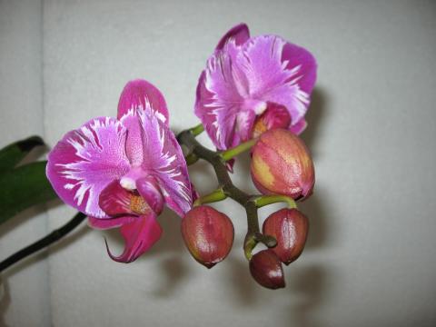 мои орхидеи 006.JPG