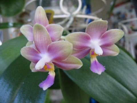 мои орхидеи 020.JPG