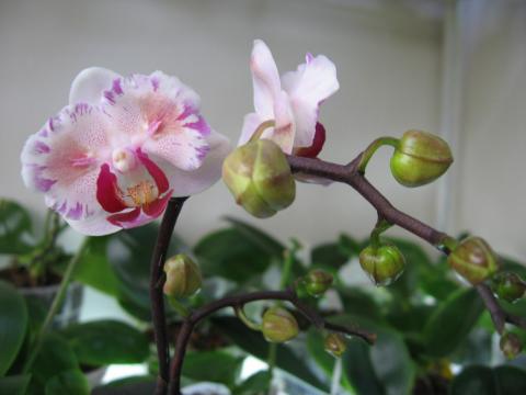 мои орхидеи 018.JPG