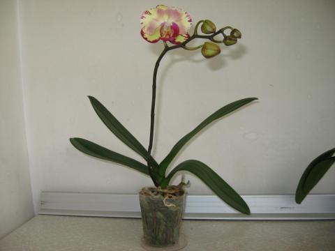 мои орхидеи 015.JPG