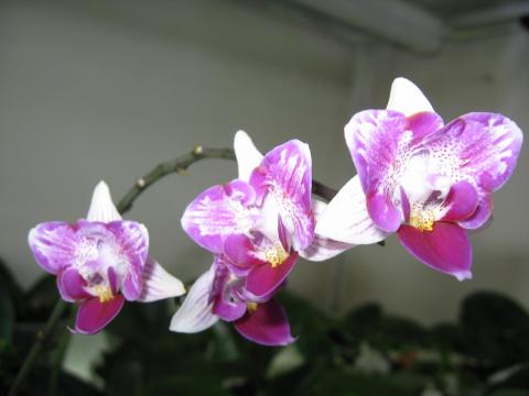 мои орхидеи 008.JPG