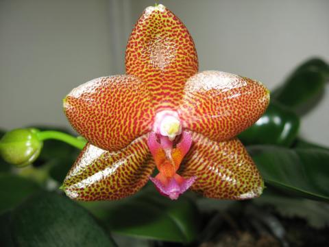 мои орхидеи 016.JPG