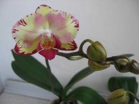 мои орхидеи 013.JPG