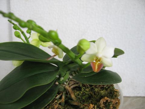 мои орхидеи 015.JPG