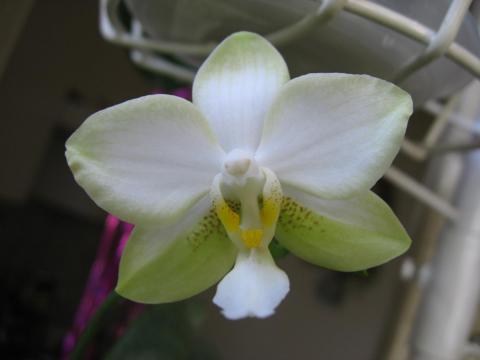мои орхидеи 011.JPG