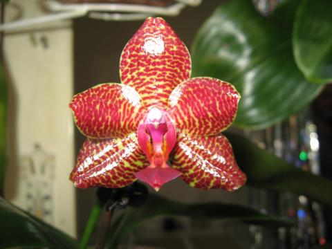 мои орхидеи 019.JPG