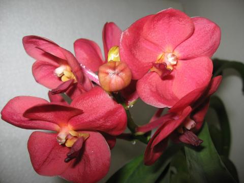 мои орхидеи 005.JPG