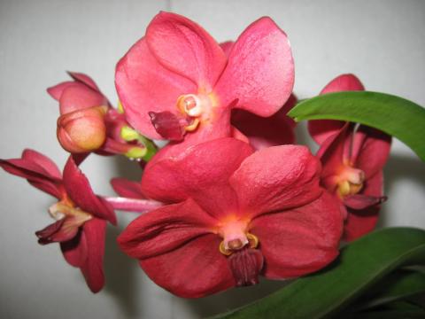 мои орхидеи 004.JPG