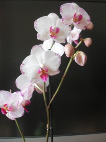 фаленопсис белый с роз окант.цветы.jpg