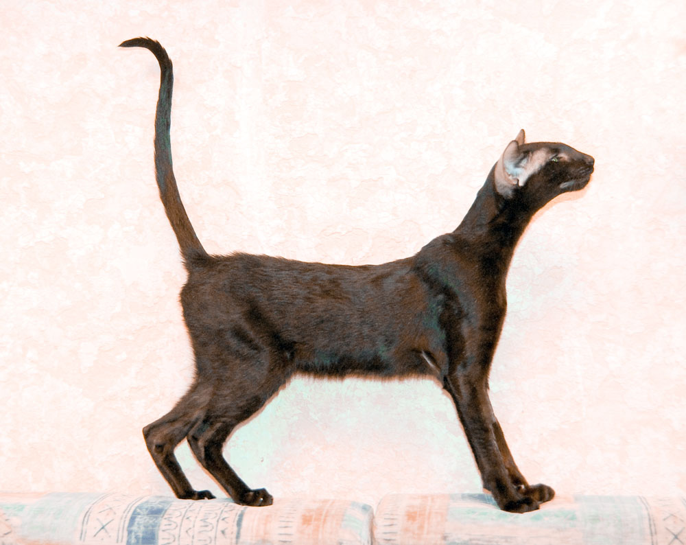 Стандарт породы ориентальной кошки. Ориентальная кошка. Восточный Ориентал кошка. Ориентальная кошка черная. Ориентальная кошка профиль.