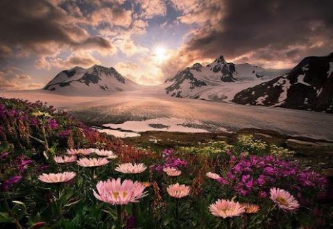 Цветочный оазис среди гор Аляски.jpg