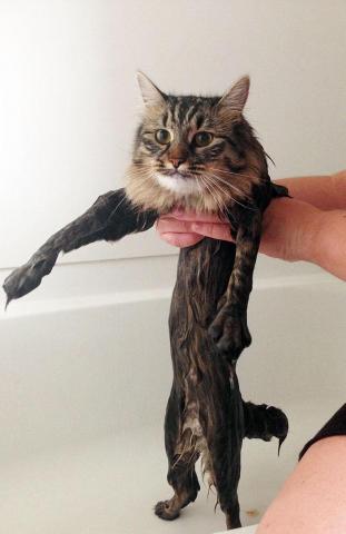 funny-wet-cats-9-2.jpg