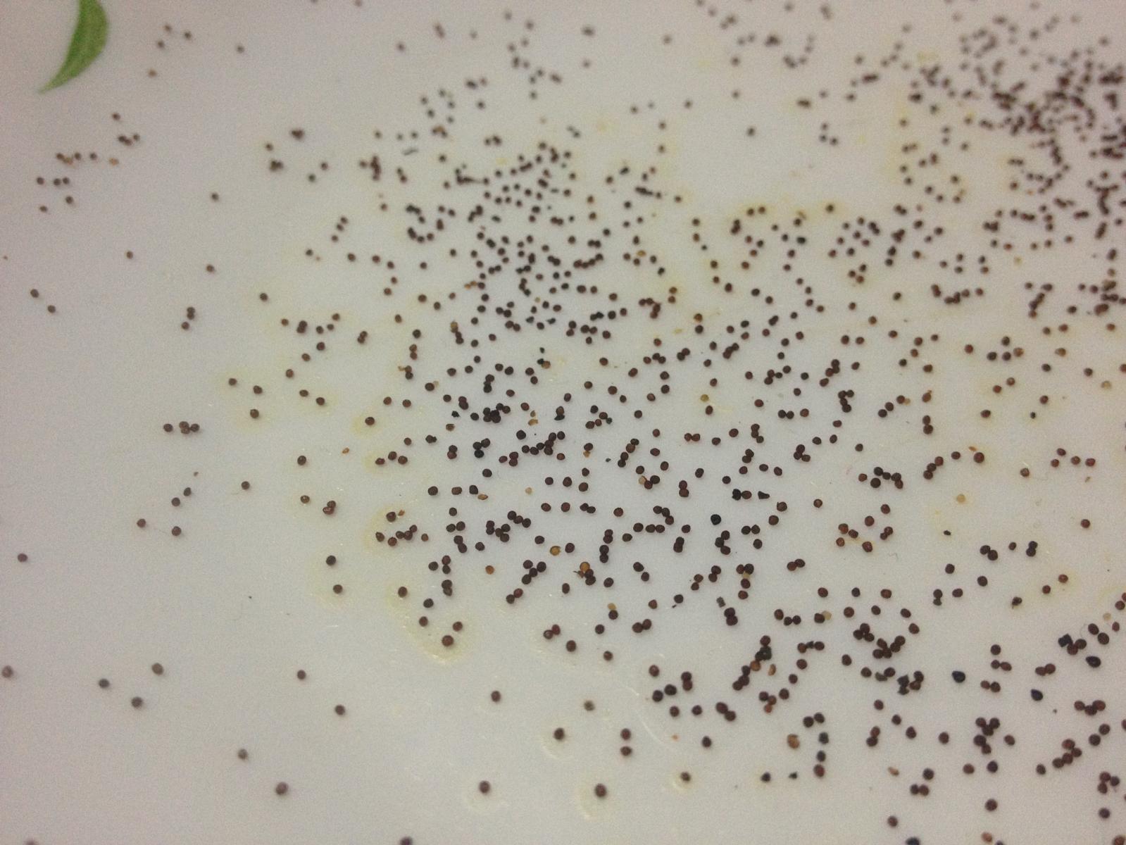 Как собрать семена петунии. Семена петунии как выглядят. Мелкие семена петунии. Как выглядят семена пеьуньи. Фото семян петунии.