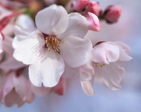 1366129734_japanese_cherry_blossom_wallpapers_ga033.jpg