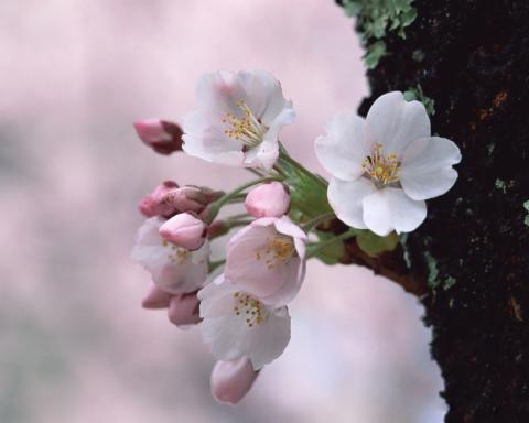 1366129708_japanese_cherry_blossom_wallpapers_ga032.jpg