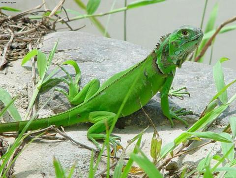 iguana.jpg