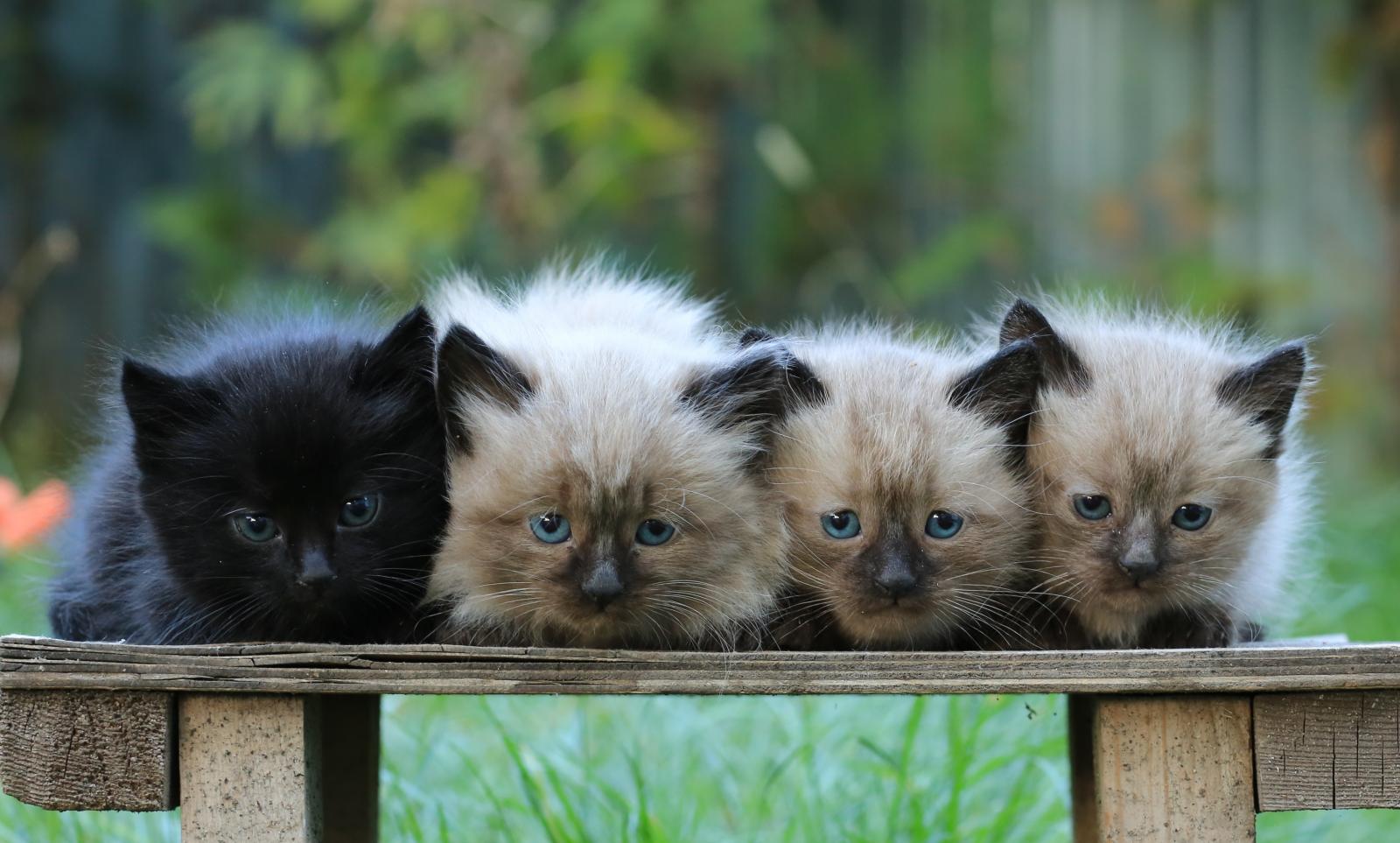 Четверо кошек. Четыре котенка. Четверо котят. Милые котята четверо. Четыре черных котенка.