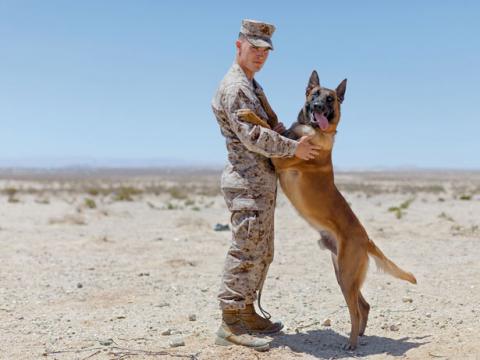 cchaz-belgian-malinois-615.jpg