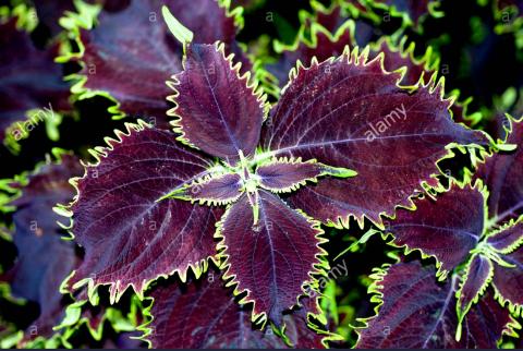 leaves-of-dark-violet-purple-green-coleus-ornamental-plant-painted-CFJMXH.jpg