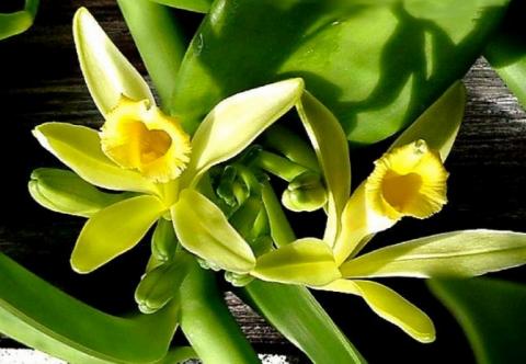 Орхидея ваниль.jpg