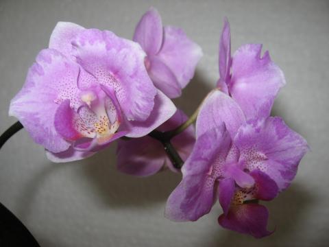 мои орхидеи 004.JPG