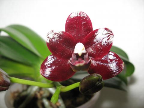 мои орхидеи 002.JPG