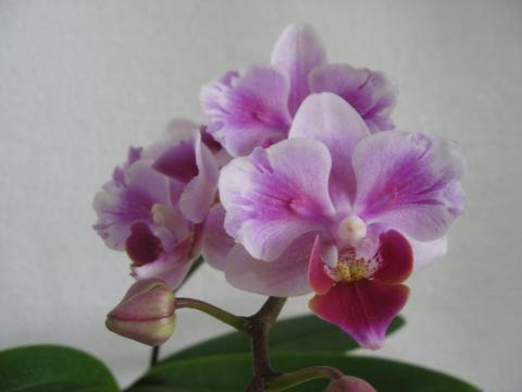 мои орхидеи 009.JPG