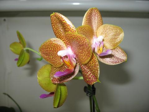 мои орхидеи 040.JPG