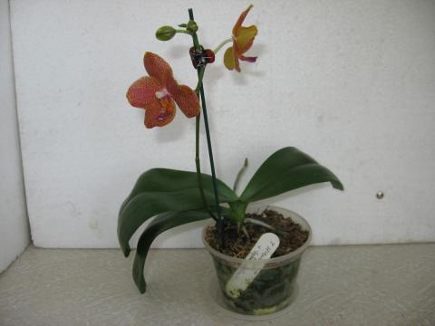 мои орхидеи 020.JPG