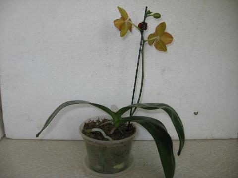 мои орхидеи 021.JPG
